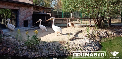 День опекуна в нижегородском зоопарке «Лимпопо»